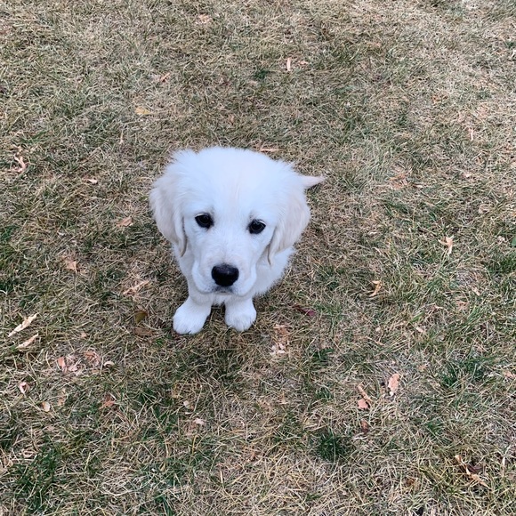 Meet your Posher, Ethan - Picture 1 of 1